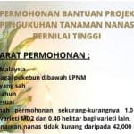 bantuan tanaman nanas