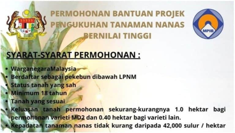 bantuan tanaman nanas