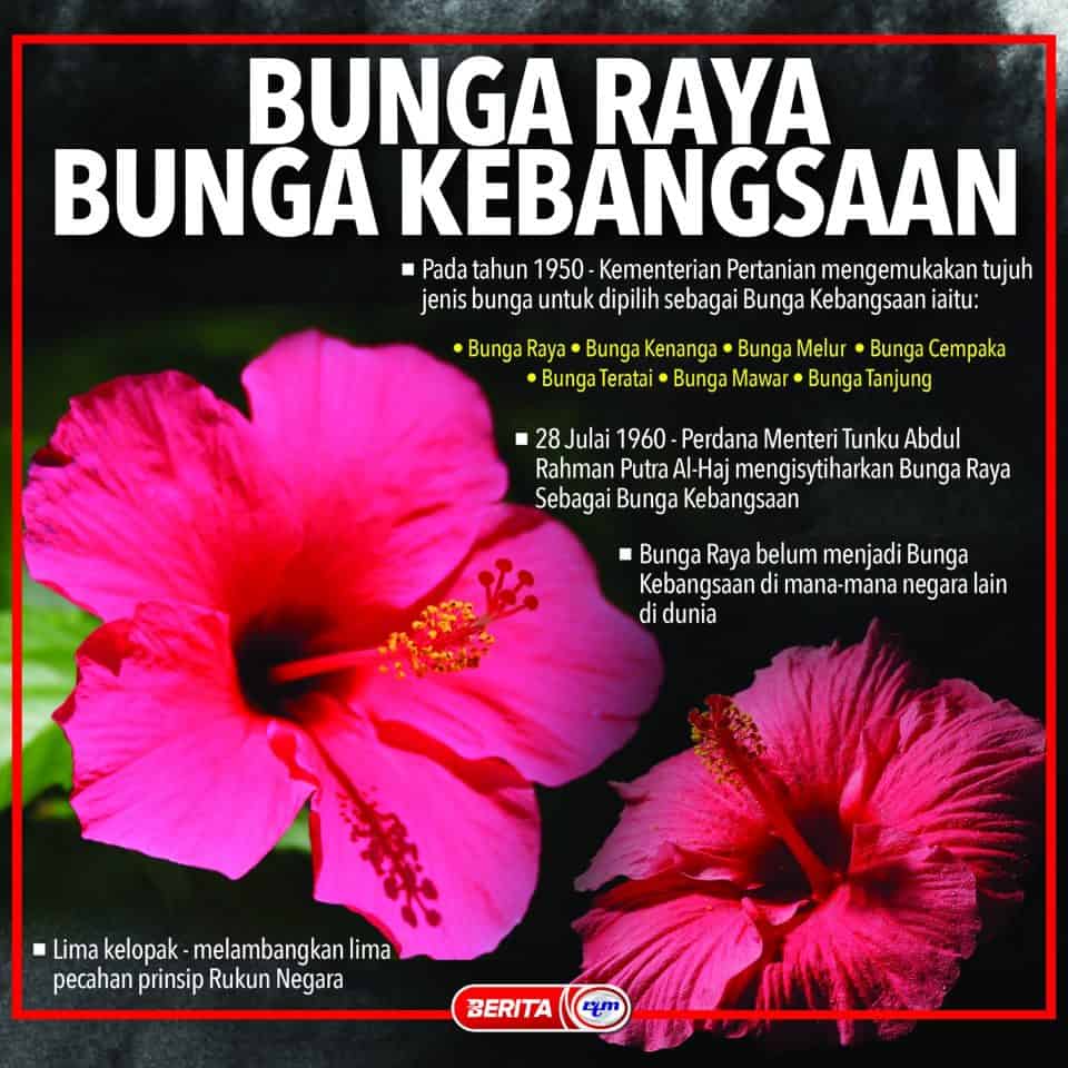 bunga raya