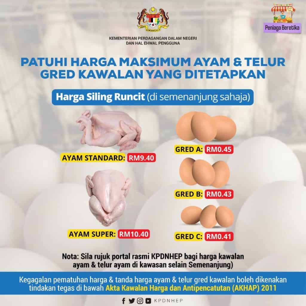 harga ayam telur