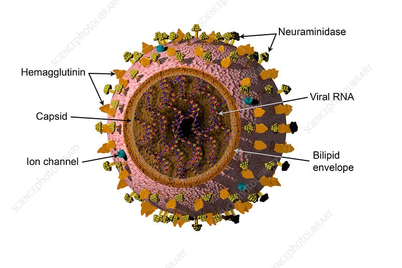 influenza b