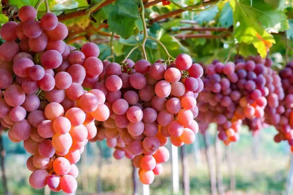 makanan baik untuk buah pinggang