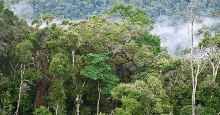 kepentingan hutan