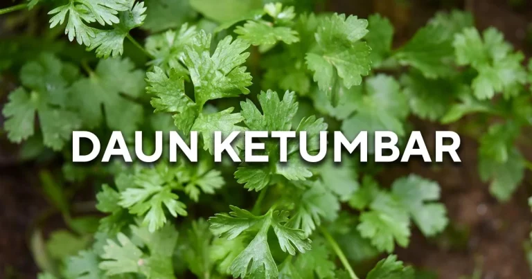 daun ketumbar