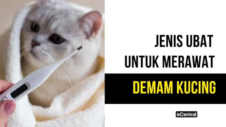 ubat demam kucing