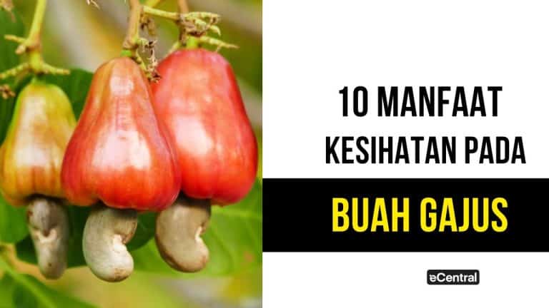 buah gajus