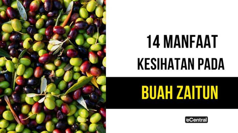 buah zaitun