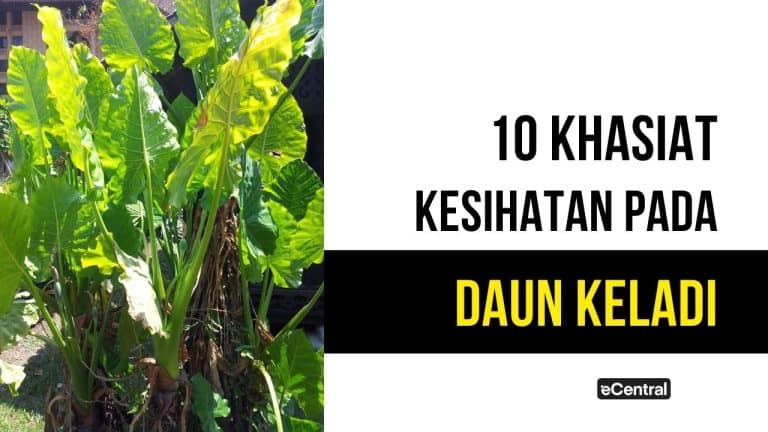 daun keladi