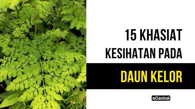 daun kelor