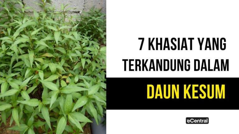 daun kesum