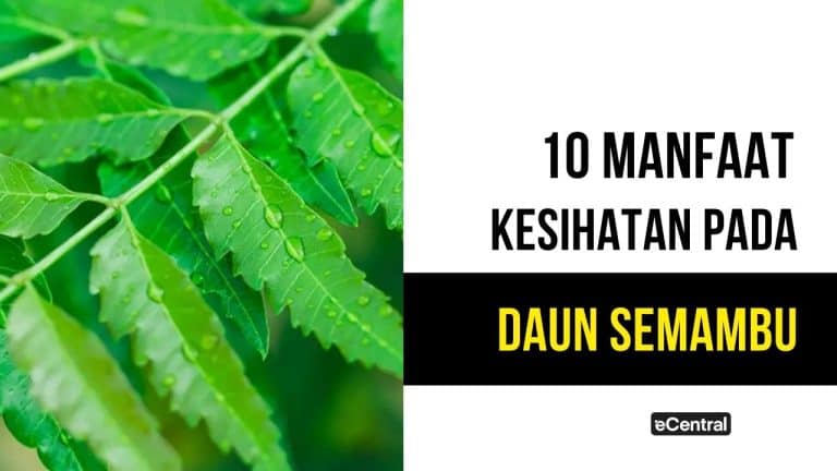 daun semambu