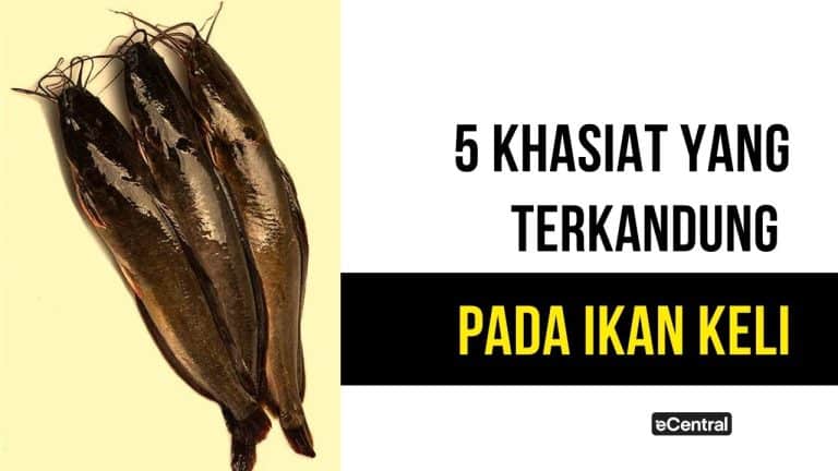 ikan keli