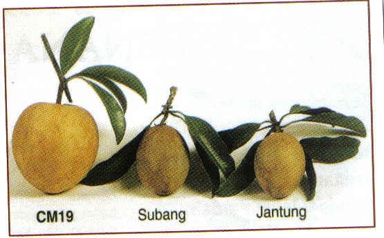 buah ciku