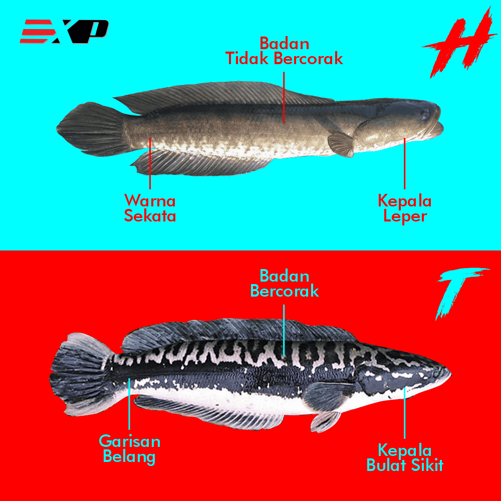 ikan toman