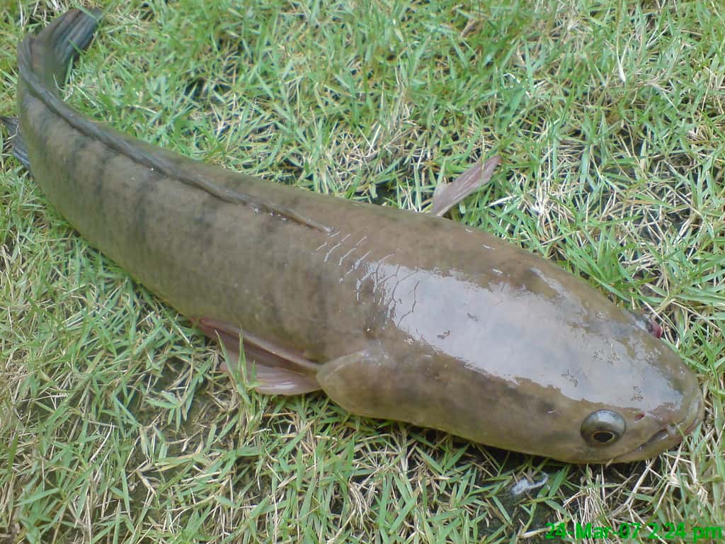 ikan haruan 