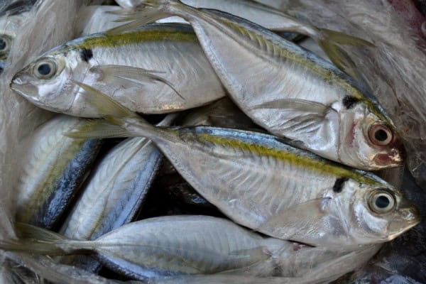 ikan untuk ibu berpantang