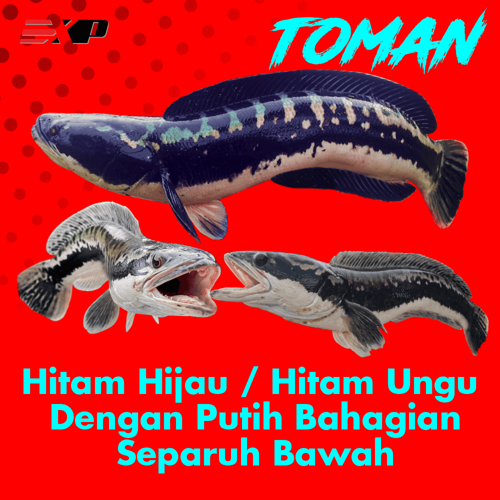 ikan toman