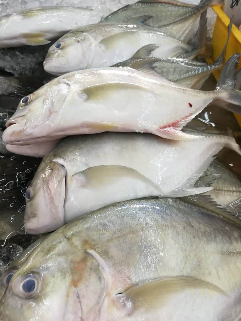 ikan nyok nyok