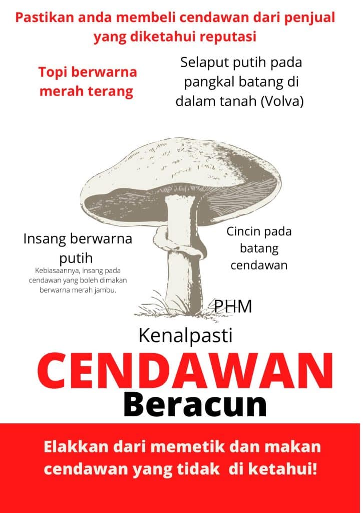 cendawan beracun